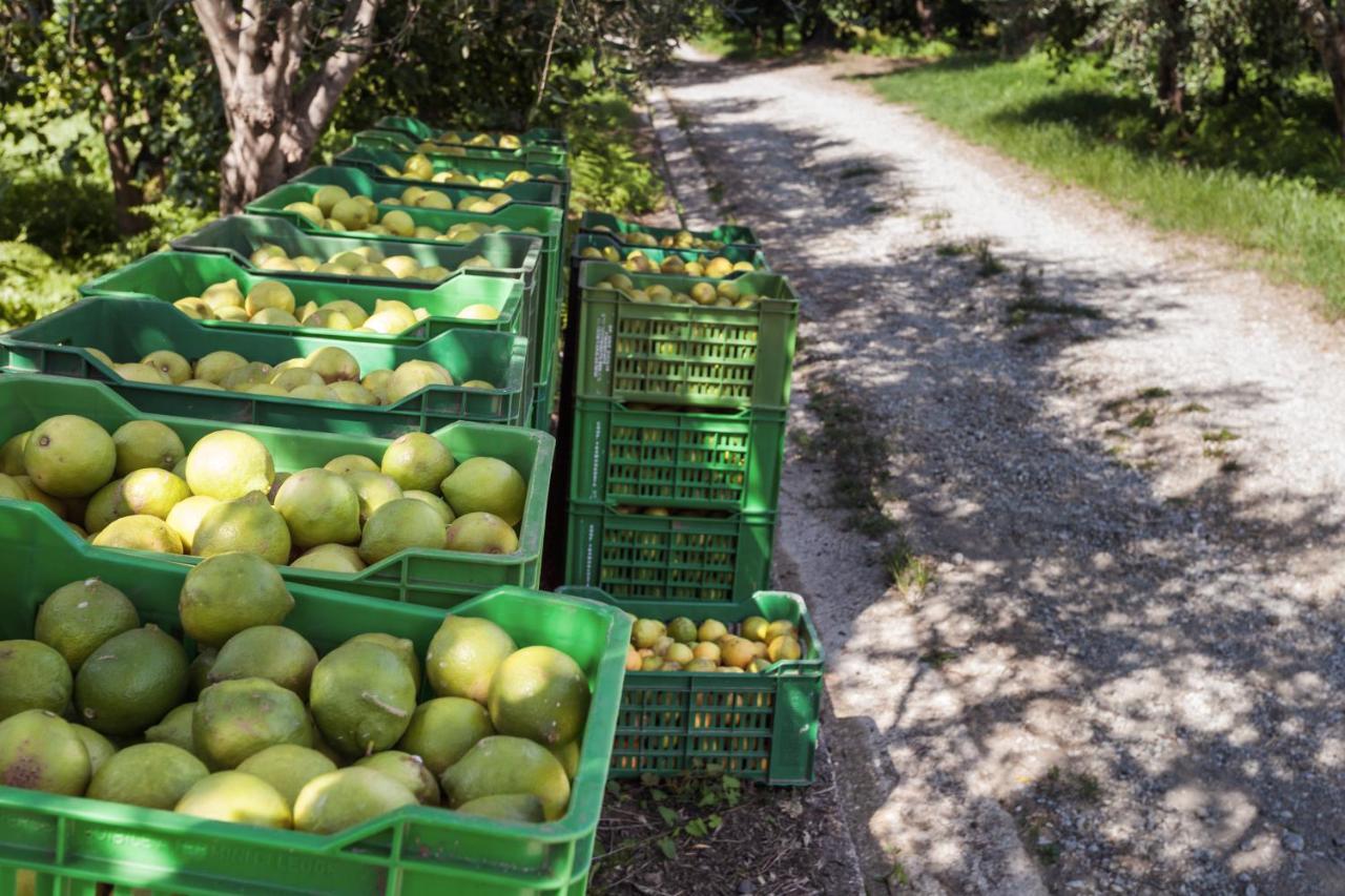 Agricontura Konuk evi Capri Leone Dış mekan fotoğraf